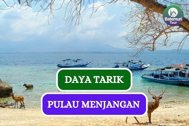 Daya Tarik Pulau Menjangan di Bali yang Harus Kamu Kunjungi